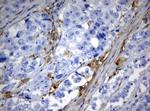 TYMP Antibody in Immunohistochemistry (Paraffin) (IHC (P))