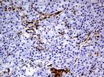 TYMP Antibody in Immunohistochemistry (Paraffin) (IHC (P))