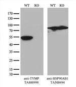 TYMP Antibody