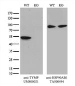 TYMP Antibody