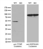 TYMP Antibody in Western Blot (WB)