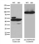 TYMP Antibody in Western Blot (WB)