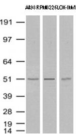 TYMP Antibody in Western Blot (WB)