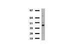 TYMP Antibody in Western Blot (WB)