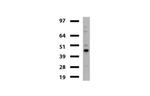 TYMP Antibody in Western Blot (WB)