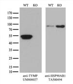 TYMP Antibody in Western Blot (WB)