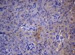 TYMS Antibody in Immunohistochemistry (Paraffin) (IHC (P))