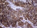 TYMS Antibody in Immunohistochemistry (Paraffin) (IHC (P))