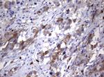 TYMS Antibody in Immunohistochemistry (Paraffin) (IHC (P))