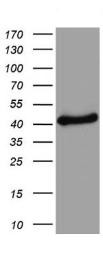 TYR Antibody in Western Blot (WB)