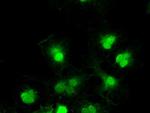 TYRO3 Antibody in Immunocytochemistry (ICC/IF)