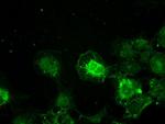 TYRO3 Antibody in Immunocytochemistry (ICC/IF)