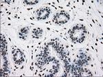 TYRO3 Antibody in Immunohistochemistry (Paraffin) (IHC (P))