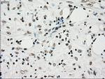 TYRO3 Antibody in Immunohistochemistry (Paraffin) (IHC (P))