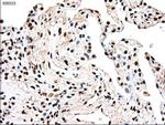 TYRO3 Antibody in Immunohistochemistry (Paraffin) (IHC (P))