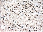 TYRO3 Antibody in Immunohistochemistry (Paraffin) (IHC (P))