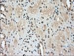 TYRO3 Antibody in Immunohistochemistry (Paraffin) (IHC (P))