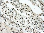 TYRO3 Antibody in Immunohistochemistry (Paraffin) (IHC (P))