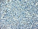 TYRO3 Antibody in Immunohistochemistry (Paraffin) (IHC (P))