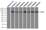 TYRO3 Antibody in Immunoprecipitation (IP)