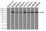 TYRO3 Antibody in Immunoprecipitation (IP)