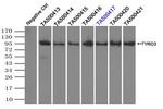 TYRO3 Antibody in Immunoprecipitation (IP)