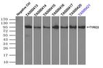 TYRO3 Antibody in Immunoprecipitation (IP)