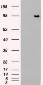 TYRO3 Antibody in Western Blot (WB)