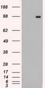 TYRO3 Antibody in Western Blot (WB)