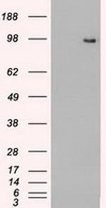 TYRO3 Antibody in Western Blot (WB)