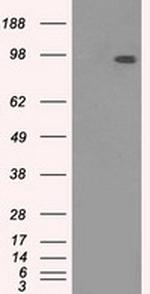 TYRO3 Antibody in Western Blot (WB)