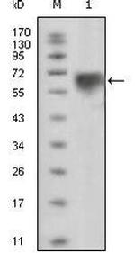 TYRO3 Antibody in Western Blot (WB)