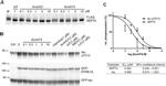 Phospho-Tau (Thr212) Antibody in Western Blot (WB)