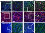 Phospho-Tau (Ser202, Thr205) Antibody in Immunohistochemistry (IHC)