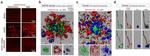 Tau Antibody in Immunohistochemistry (Paraffin) (IHC (P))