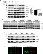 Phospho-Tau (Ser396) Antibody in Western Blot (WB)