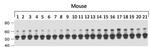 Tau Antibody in Western Blot (WB)