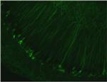 Tau Antibody in Immunohistochemistry - Free Floating (IHC (Free))