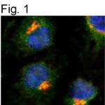 TGN46 Antibody in Immunocytochemistry (ICC/IF)