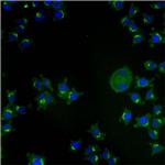 TGN46 Antibody in Immunocytochemistry (ICC/IF)