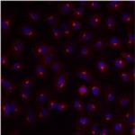 TGN46 Antibody in Immunocytochemistry (ICC/IF)