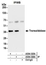 Transaldolase Antibody in Western Blot (WB)