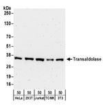 Transaldolase Antibody in Western Blot (WB)