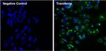 Transferrin Antibody in Immunocytochemistry (ICC/IF)