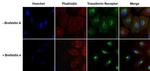 Transferrin Receptor Antibody