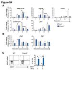 CD71 (Transferrin Receptor) Antibody in Flow Cytometry (Flow)