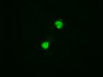 Trim33 Antibody in Immunocytochemistry (ICC/IF)