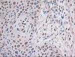 Trim33 Antibody in Immunohistochemistry (Paraffin) (IHC (P))