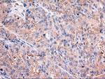 Trim33 Antibody in Immunohistochemistry (Paraffin) (IHC (P))