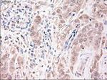 Trim33 Antibody in Immunohistochemistry (Paraffin) (IHC (P))